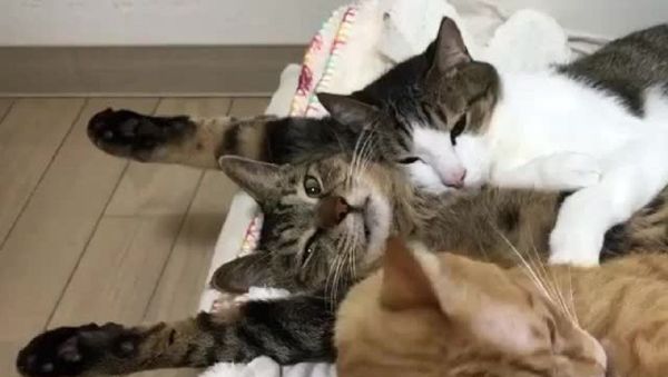 Cats - Sputnik International