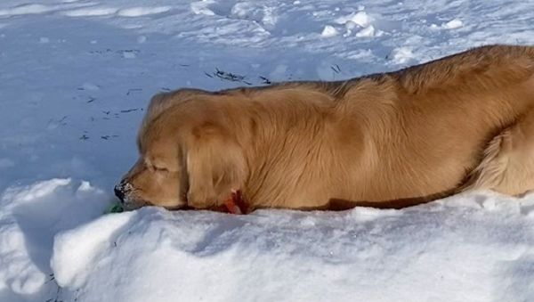 Snow much fun! - Sputnik International