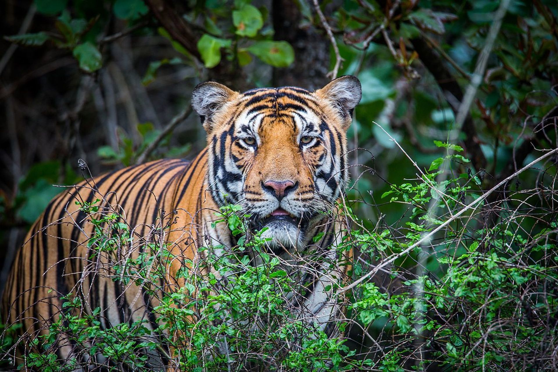 Royal Bengal Tiger - Sputnik International, 1920, 29.07.2022