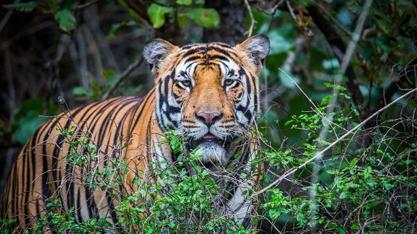 Royal Bengal Tiger - Sputnik International