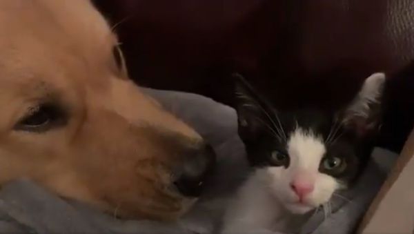 Golden Retriever Channel   - Sputnik International