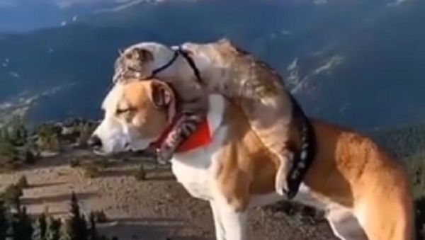 Doggo.cato.videos - Sputnik International