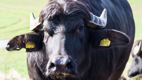 Bull - Sputnik International