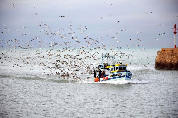 Fish & (Bargaining) Chips: UK Reportedly Offers EU Breakthrough 'Cash-for-Quotas' Compromise - Sputnik International