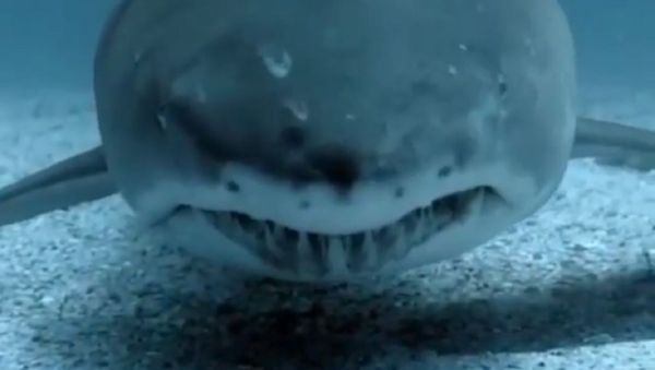 Shark - Sputnik International