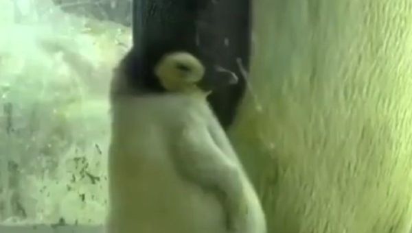 A baby penguin dozing off - Sputnik International