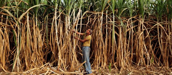  A farmer works in his sugarcane field on the outskirts of Ahmedabad, India February 28, 2015 - Sputnik International