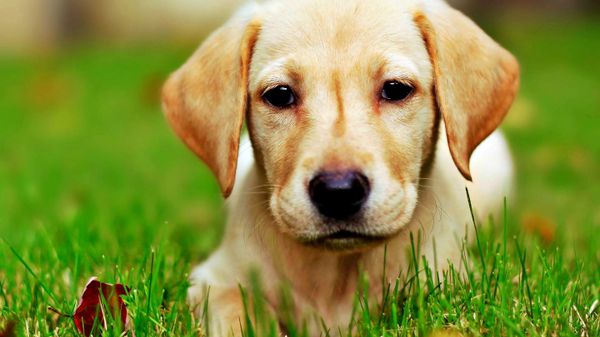 Labrador puppy - Sputnik International