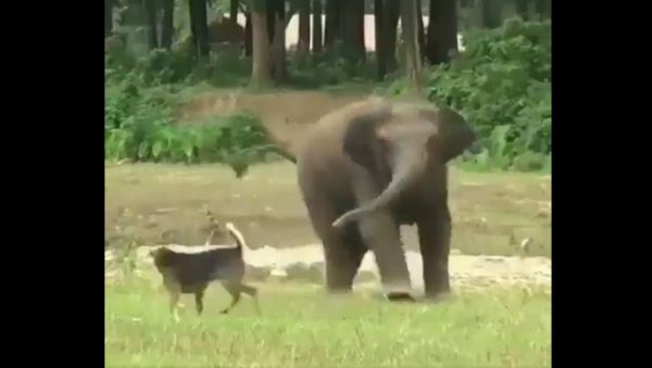 Friends come in all size and shapes... - Sputnik International