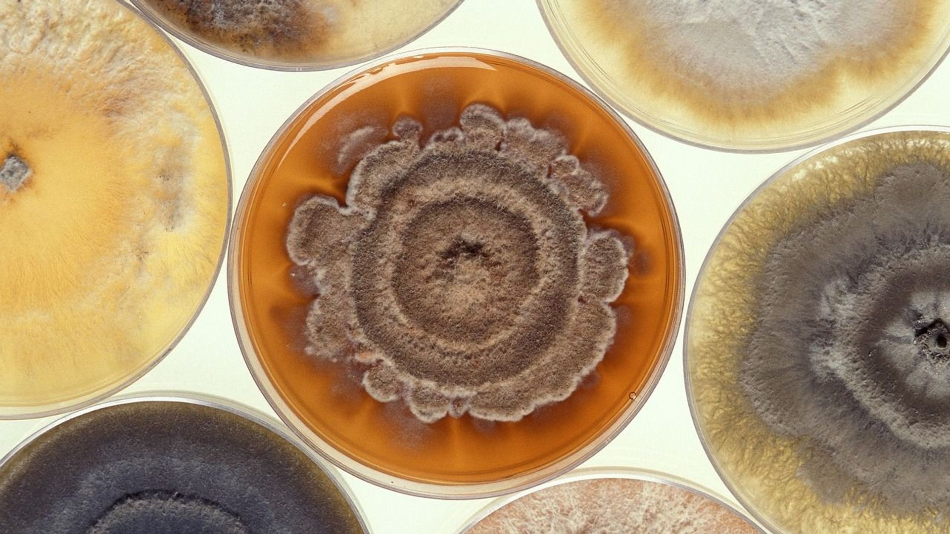 Mold Growing Petri Dishes Mold Growing Petri Dishes - Sputnik International, 1920, 27.03.2021