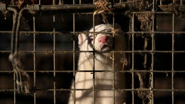  A mink is seen at the farm of the representative of the Panhellenic association of fur animal breeders Konstantinos Chionos in the village of Mikrokastro, Greece, November 14, 2020 - Sputnik International