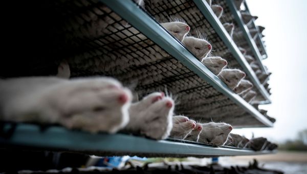 Culled mink are seen at the farm of Henrik Nordgaard Hansen and Ann-Mona Kulsoe Larsen near Naestved, Denmark, 6 November 2020 Culled mink are seen at the farm of Henrik Nordgaard Hansen and Ann-Mona Kulsoe Larsen near Naestved, Denmark, 6 November 2020 - Sputnik International