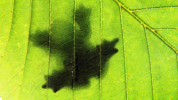 shadow of a frog sitting on a leaf - Sputnik International