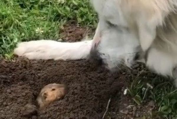 Retriever and prairie dog - Sputnik International