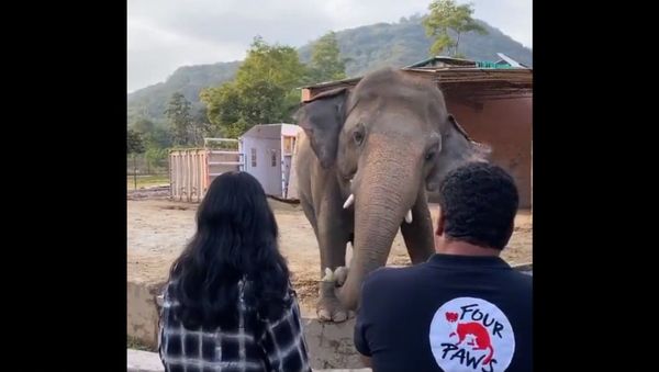 If your heart doesn’t melt seeing  Cher  singing to Kaavan - Sputnik International