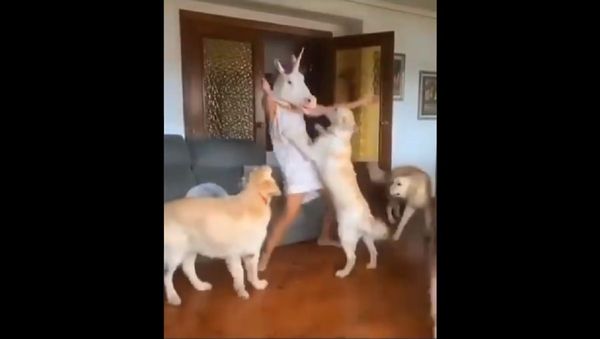 A bunch of sleepy goldens and a dancing...  - Sputnik International