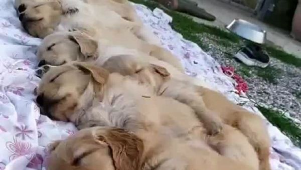 Dogs - Sputnik International
