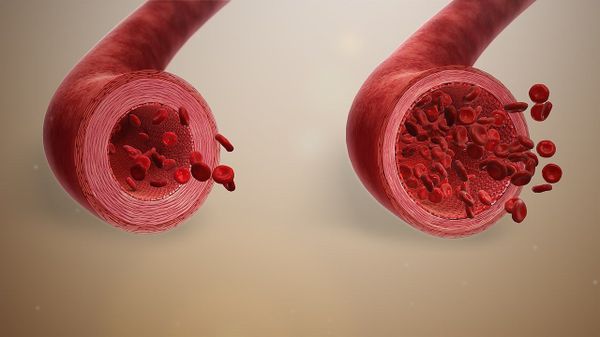 Blood vessels - Sputnik International