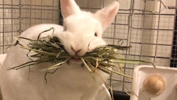 Rabbit - Sputnik International