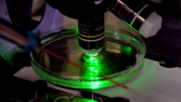 The unique technique of multi-photon microscopy which has been developed by Olympus company for the Far Eastern Federal University is operational in the lab - Sputnik International