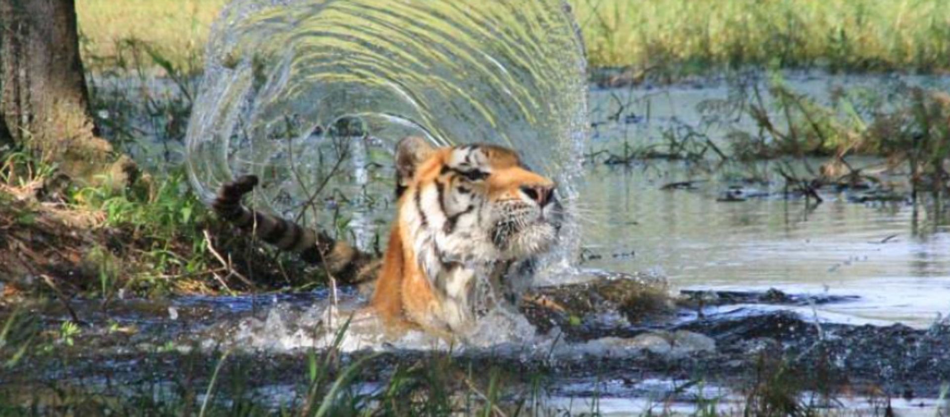 tiger tiger - Sputnik International, 1920, 05.12.2020