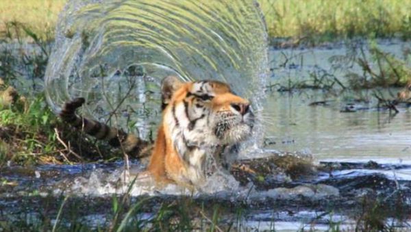 tiger tiger - Sputnik International