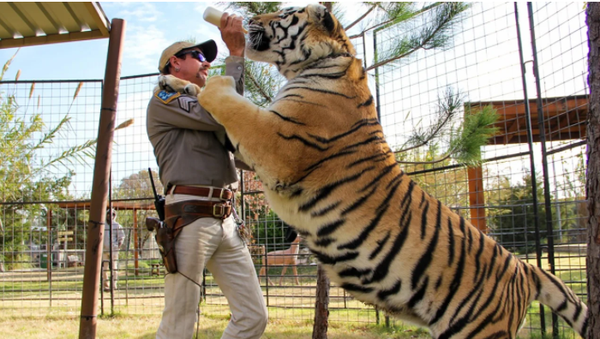 Volunteer Mauled by Tiger at Sanctuary Belonging to Carole Baskin of 'Tiger King' Volunteer Mauled by Tiger at Sanctuary Belonging to Carole Baskin of 'Tiger King' - Sputnik International