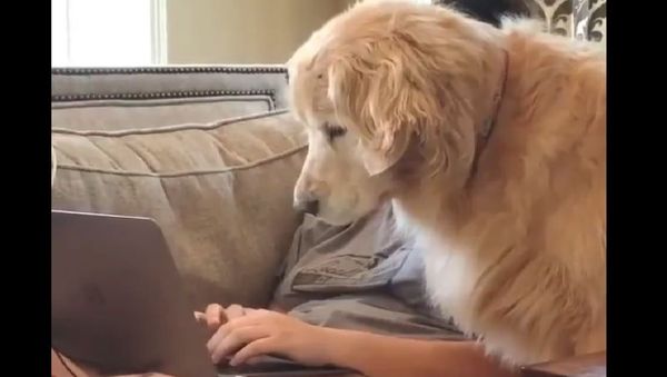 Golden Retriever - Sputnik International