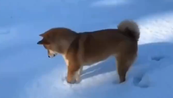 Siberian Husky - Sputnik International