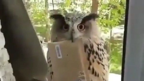 Owl - Sputnik International