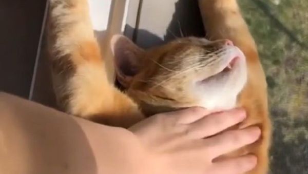 Cat - Sputnik International