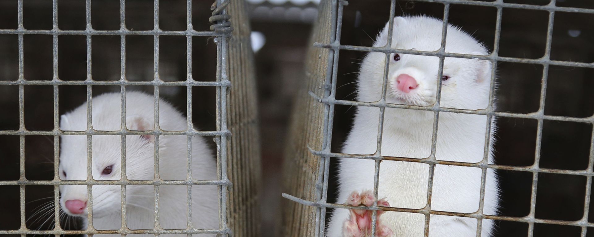 In this Dec. 6, 2012, file photo, minks look out of a cage at a fur farm in the village of Litusovo, northeast of Minsk, Belarus In this Dec. 6, 2012, file photo, minks look out of a cage at a fur farm in the village of Litusovo, northeast of Minsk, Belarus - Sputnik International, 1920, 13.01.2021
