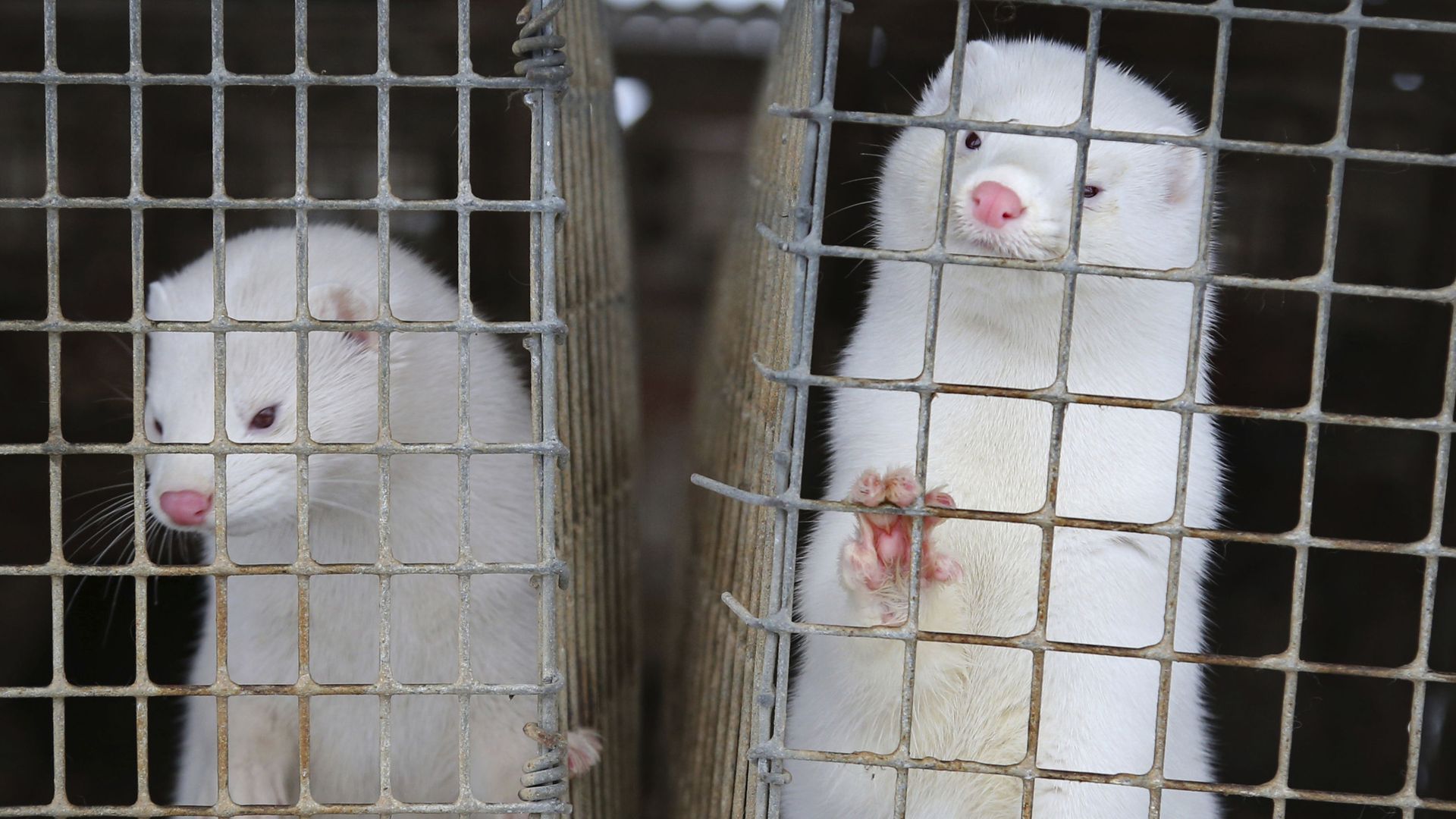 In this Dec. 6, 2012, file photo, minks look out of a cage at a fur farm in the village of Litusovo, northeast of Minsk, Belarus In this Dec. 6, 2012, file photo, minks look out of a cage at a fur farm in the village of Litusovo, northeast of Minsk, Belarus - Sputnik International, 1920, 11.05.2021