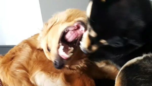 When your big bro is a bully and pushes you off the couch - Sputnik International