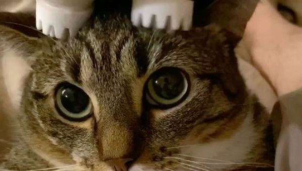 Cat - Sputnik International