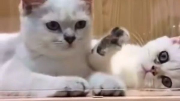Cats - Sputnik International