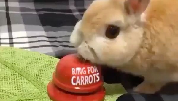 Ring for carrots - Sputnik International