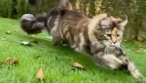 Cats - Sputnik International