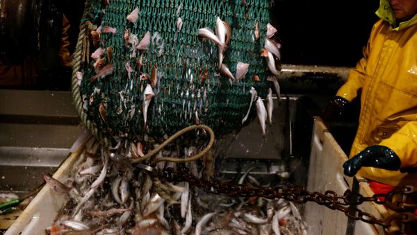 On board the French fishing vessel Nicolas Jeremy in the North Sea - Sputnik International