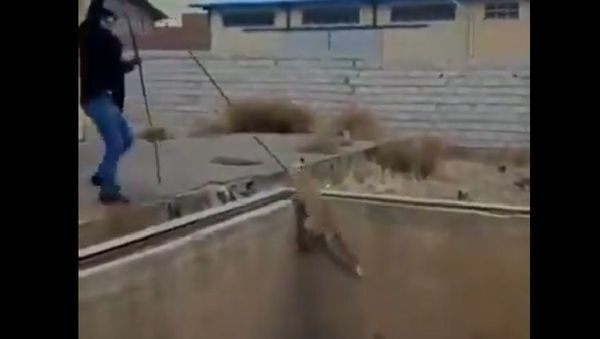 Fox - Sputnik International