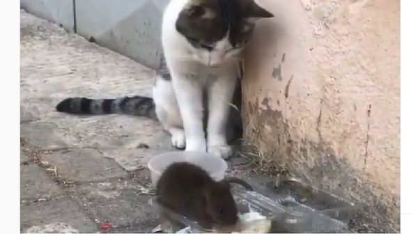Mouse and Cat - Sputnik International