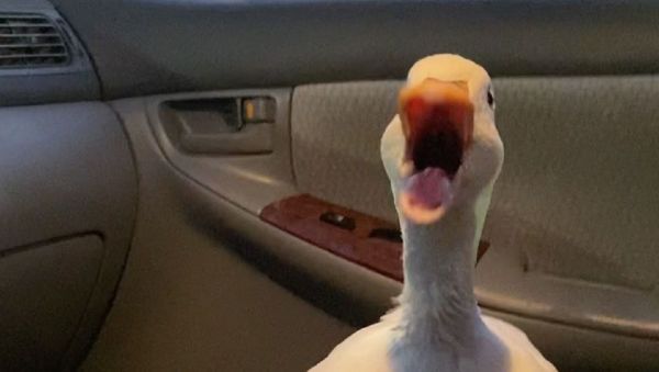 Duck - Sputnik International
