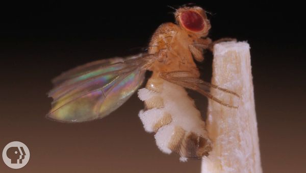 This Killer Fungus Turns Flies into Zombies   - Sputnik International