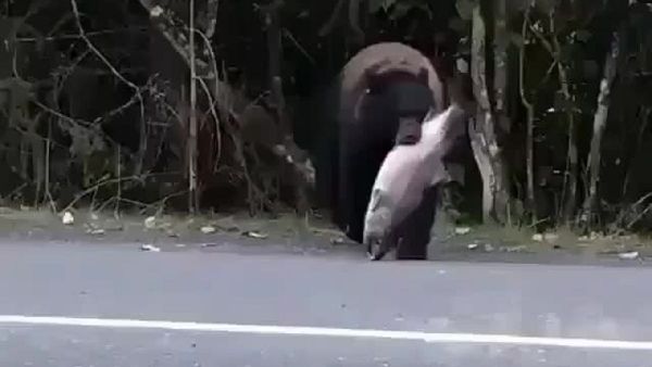 Please don't mind us Momma bear and her cub just caught a HUGE salmon and will have a lovely dinner together - Sputnik International