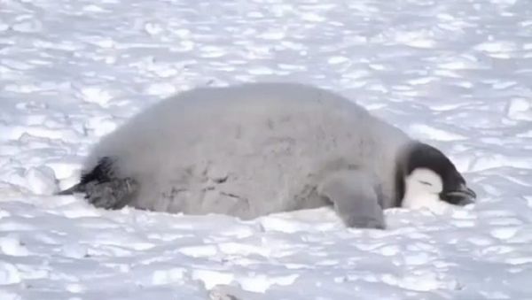 The first thing I do in the morning is to go right back to sleep - Sputnik International