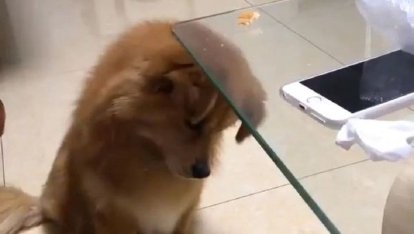 Dog - Sputnik International