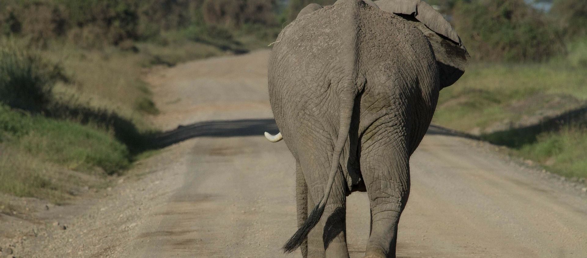 Elephant Elephant - Sputnik International, 1920, 08.05.2021