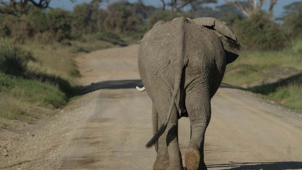 Elephant - Sputnik International
