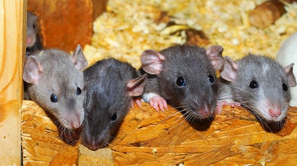 Rats - Sputnik International