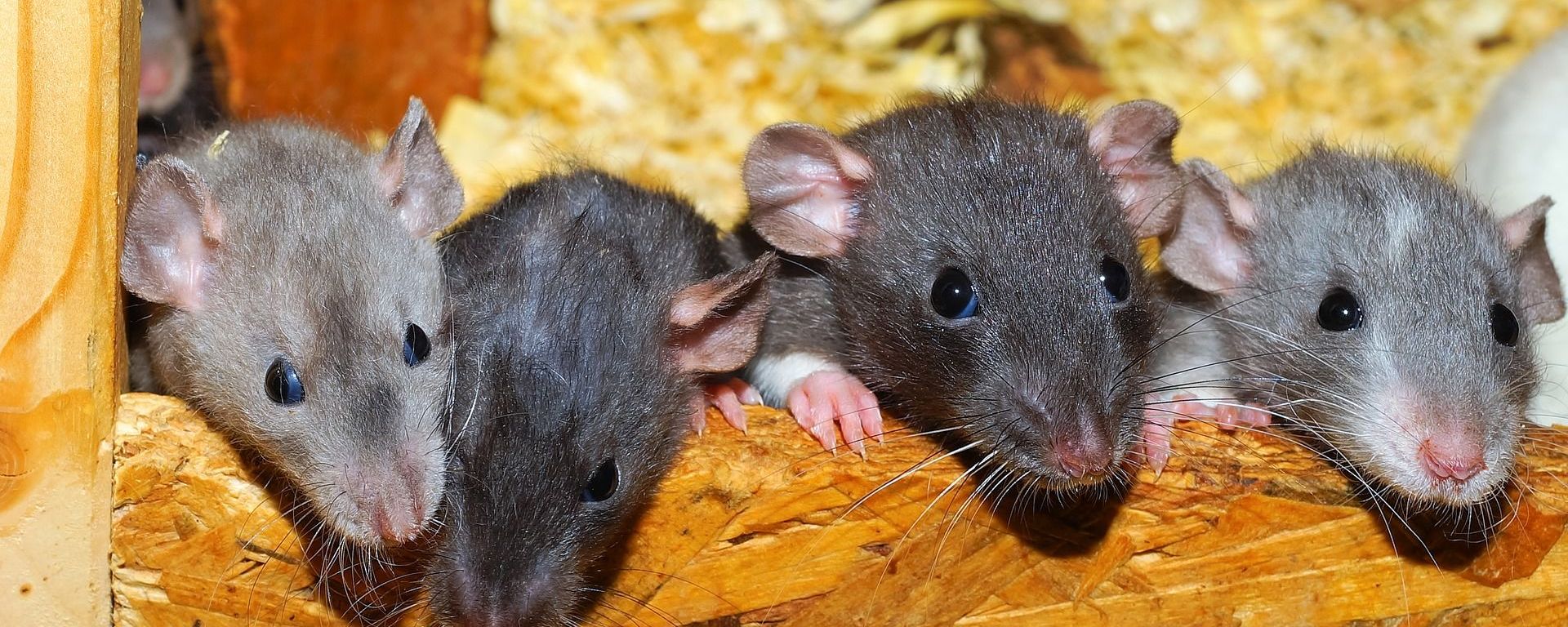 Rats - Sputnik International, 1920, 09.03.2022